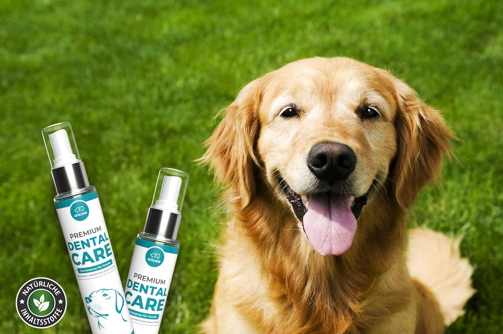 Golden Retriever op groene weide met Anicare Premium Dental Care Spray