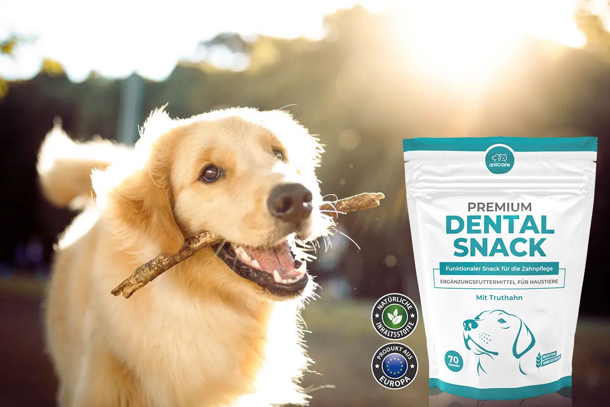 Hond met stokje in mond naast hem is een pakje Anicare Dental Snack premium