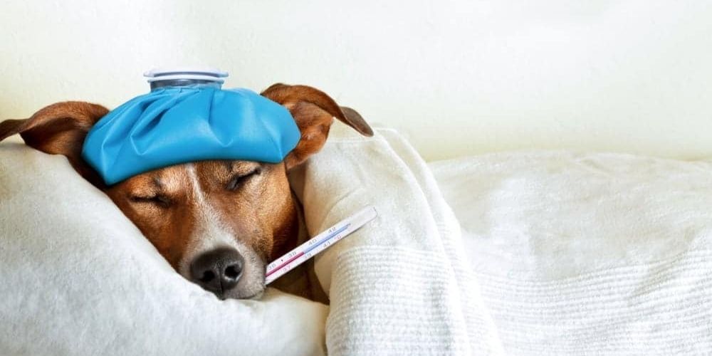 Hond ligt ziek in bed met koorts thermometer en ijszak op zijn hoofd