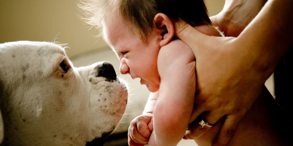 Moeder houdt baby met beide armen vast bij het gezicht van een hond. Kind kijkt licht walgend naar de geur van de hondenbek