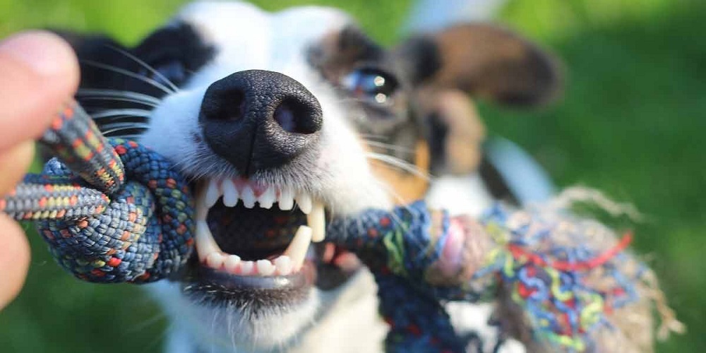 Jack Russell Terrier trekt aan hondenspeelgoed en laat daarbij zijn tanden zien