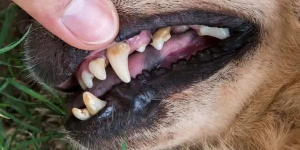 Duim opent de mond van de hond en wijst naar het tandsteen op de hond