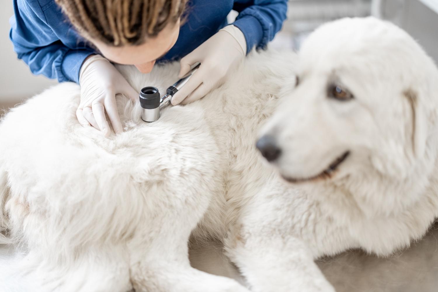 Doktor onderzoek de huid en vacht van de hond, hond kijkt er zielig bij