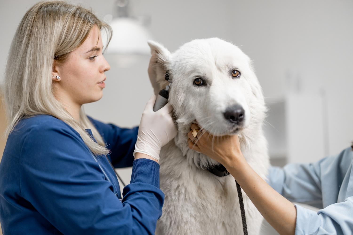 Witte Hond worden de oren van gekeurd door de dierenarts 