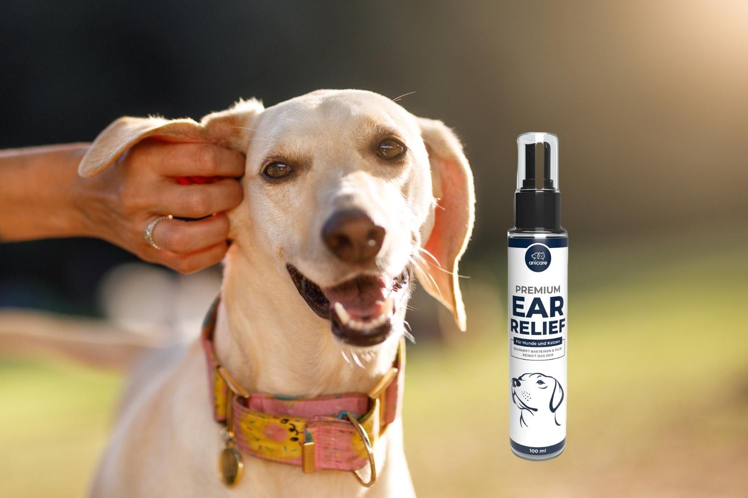 Anicare Premium Ear Relief met een hond op de achtergrond