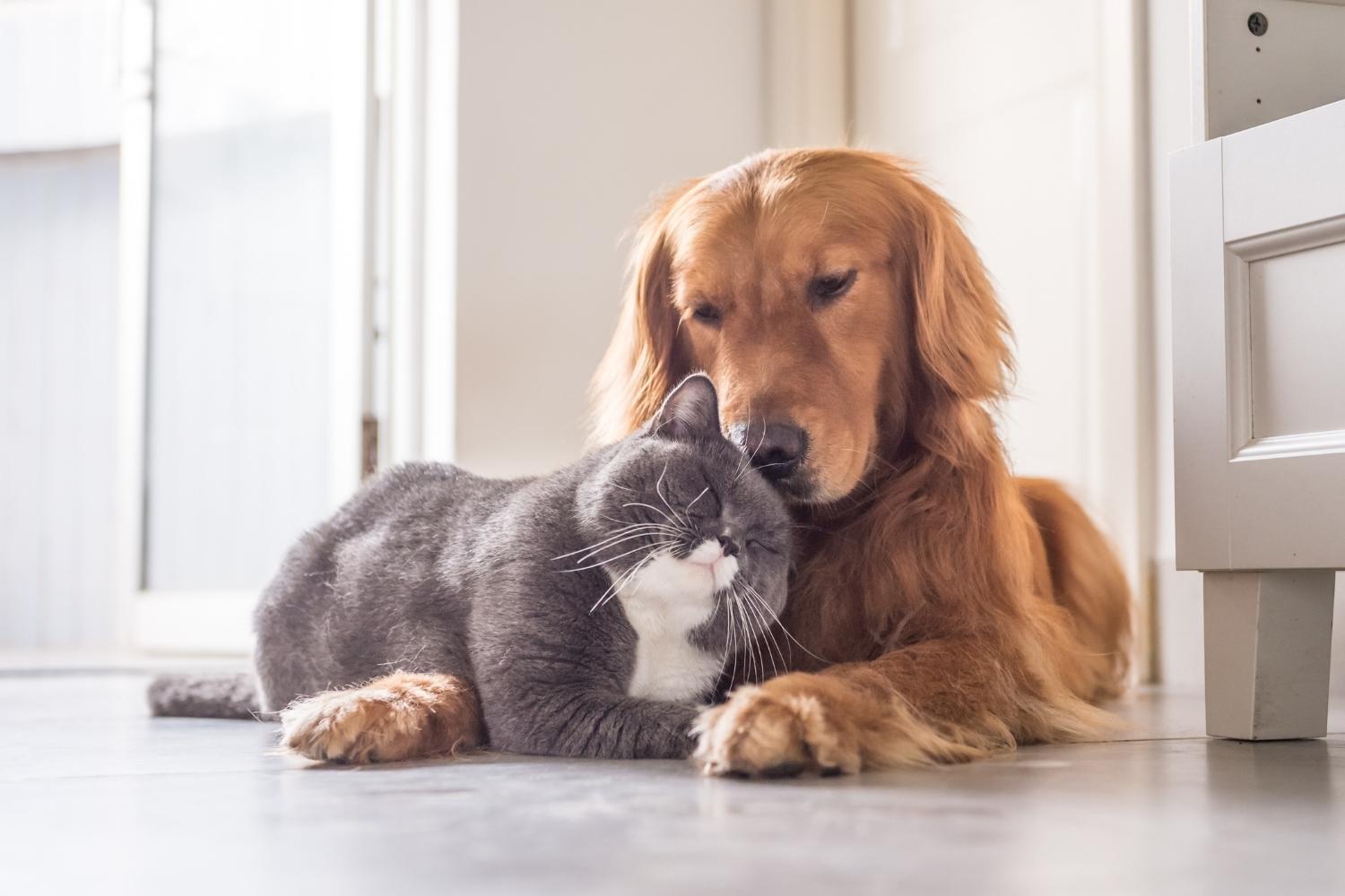 Hond en kat die knuffelen 