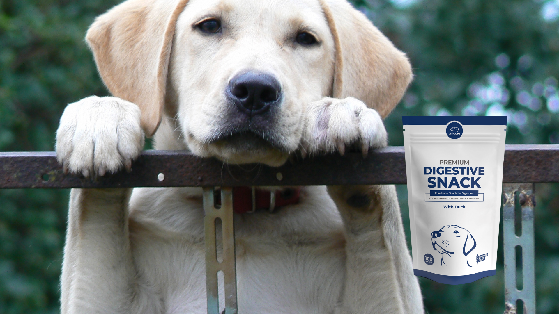 golden retriever met Premium Digestive Snack