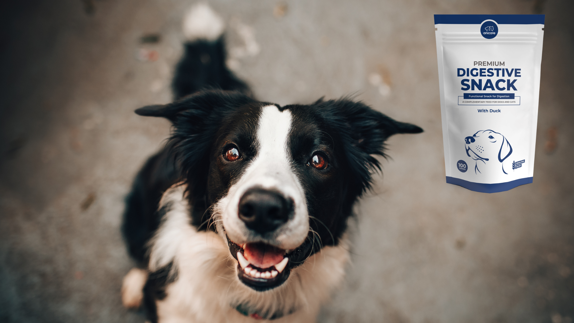 blije hond springt - Premium Digestive Snack