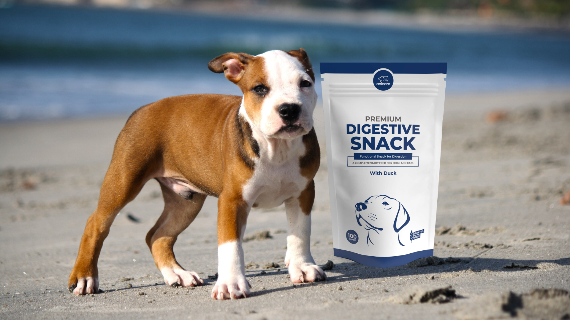 Hond op het strand met de Premium Digestive Snack