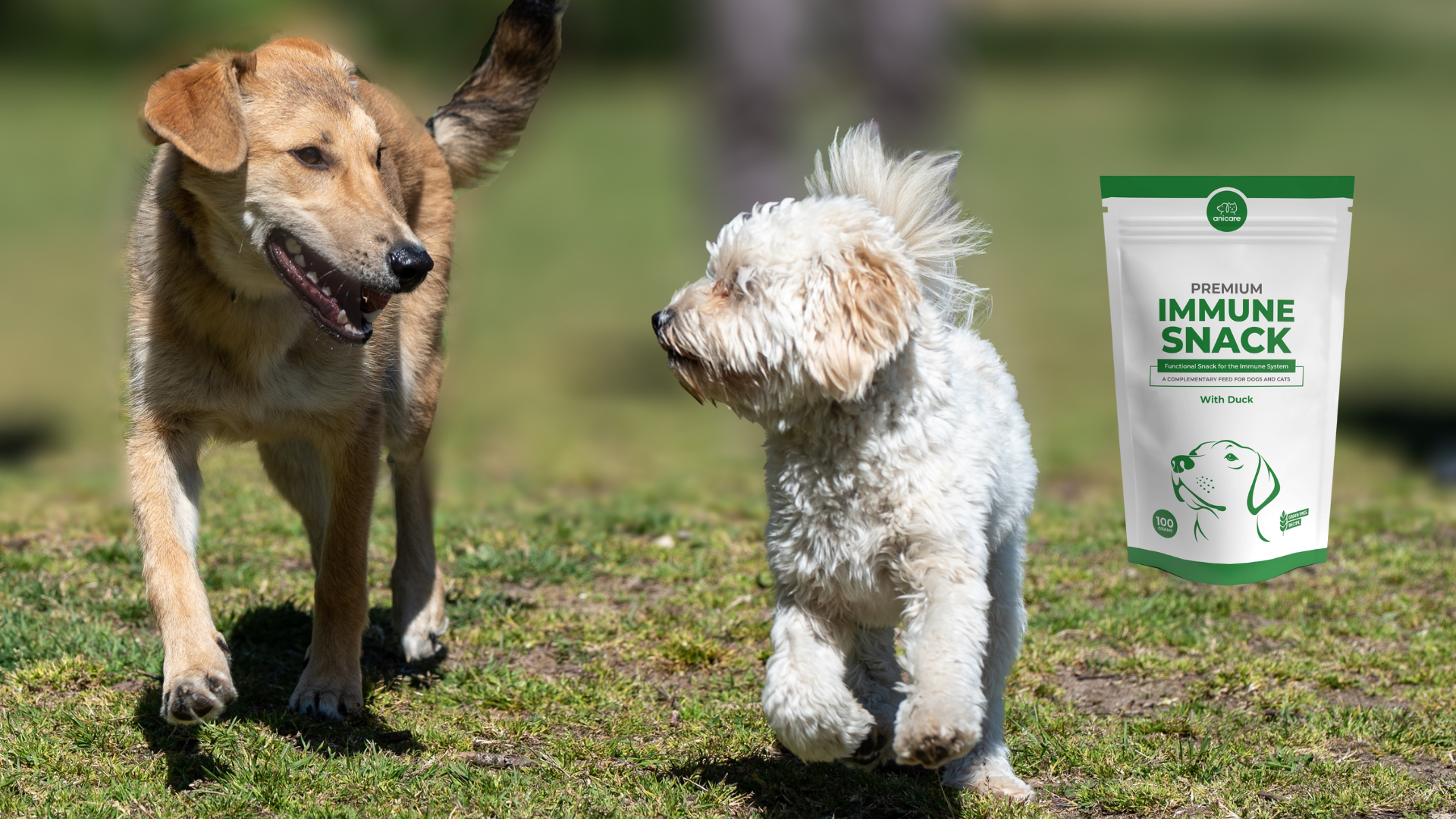 Een Gezonde Darmflora twee lopende honden op het gras met een zak premium immune snack