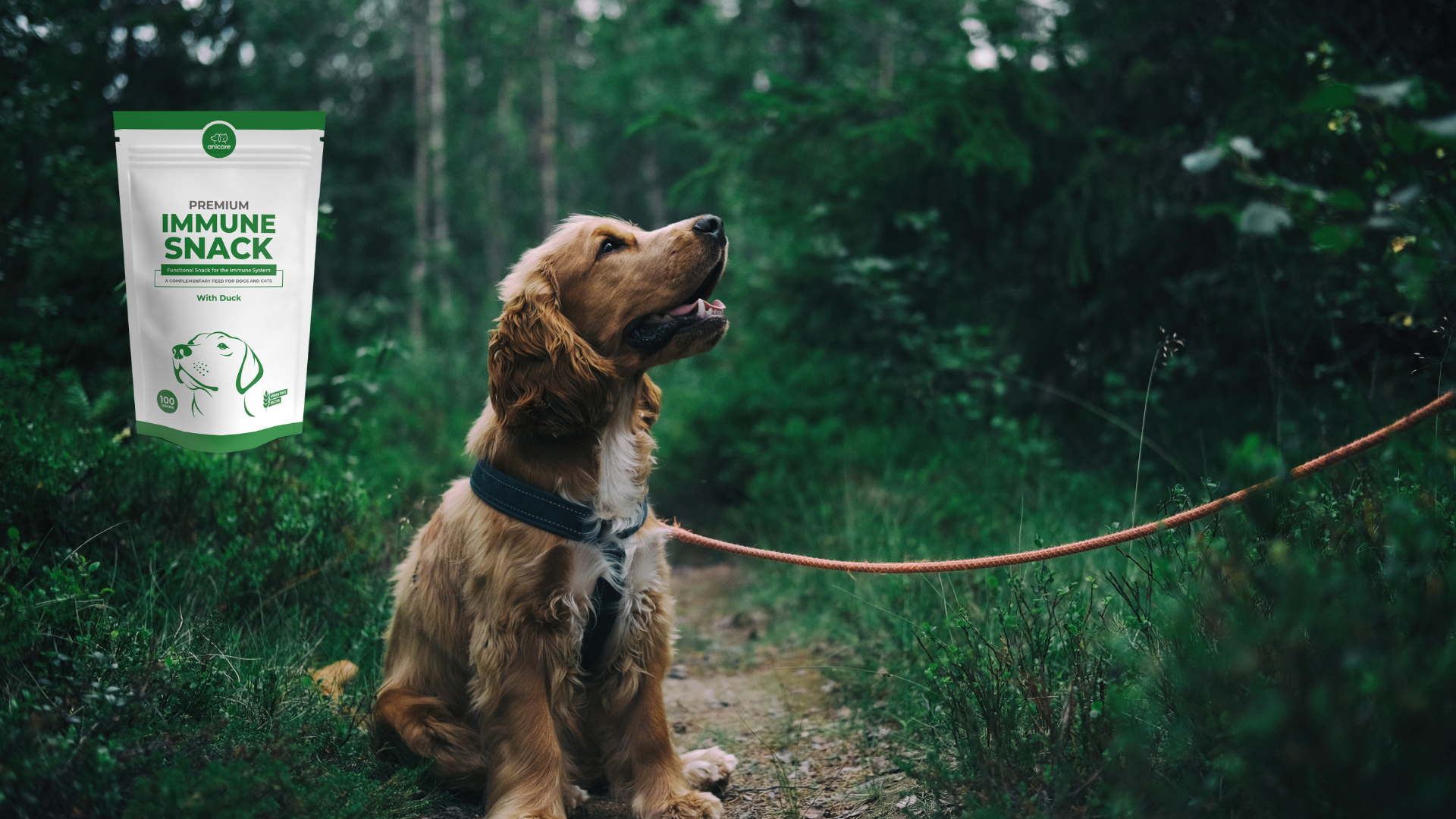 Vitaminen en mineralen - Rijk voor het hele lichaam - Hond aan de lijn in het bos 