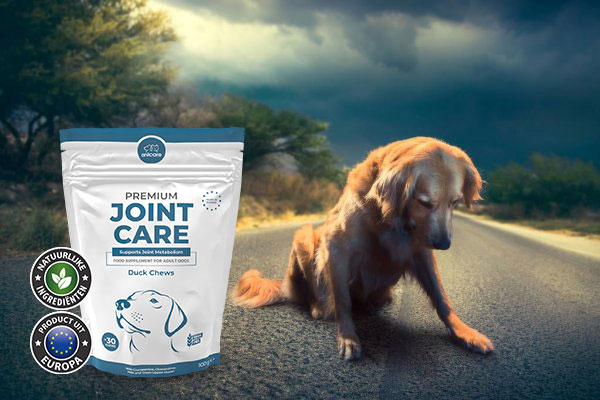 Hond met gewrichtspijn op de weg, links een zak Premium Joint Care