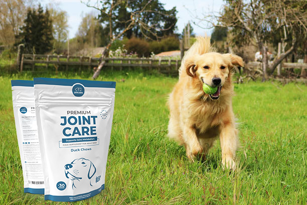 Golden Retriever spelend in een weiland met een tennisbal in zijn bek - Premium Joint Care product van Anicare ernaast.