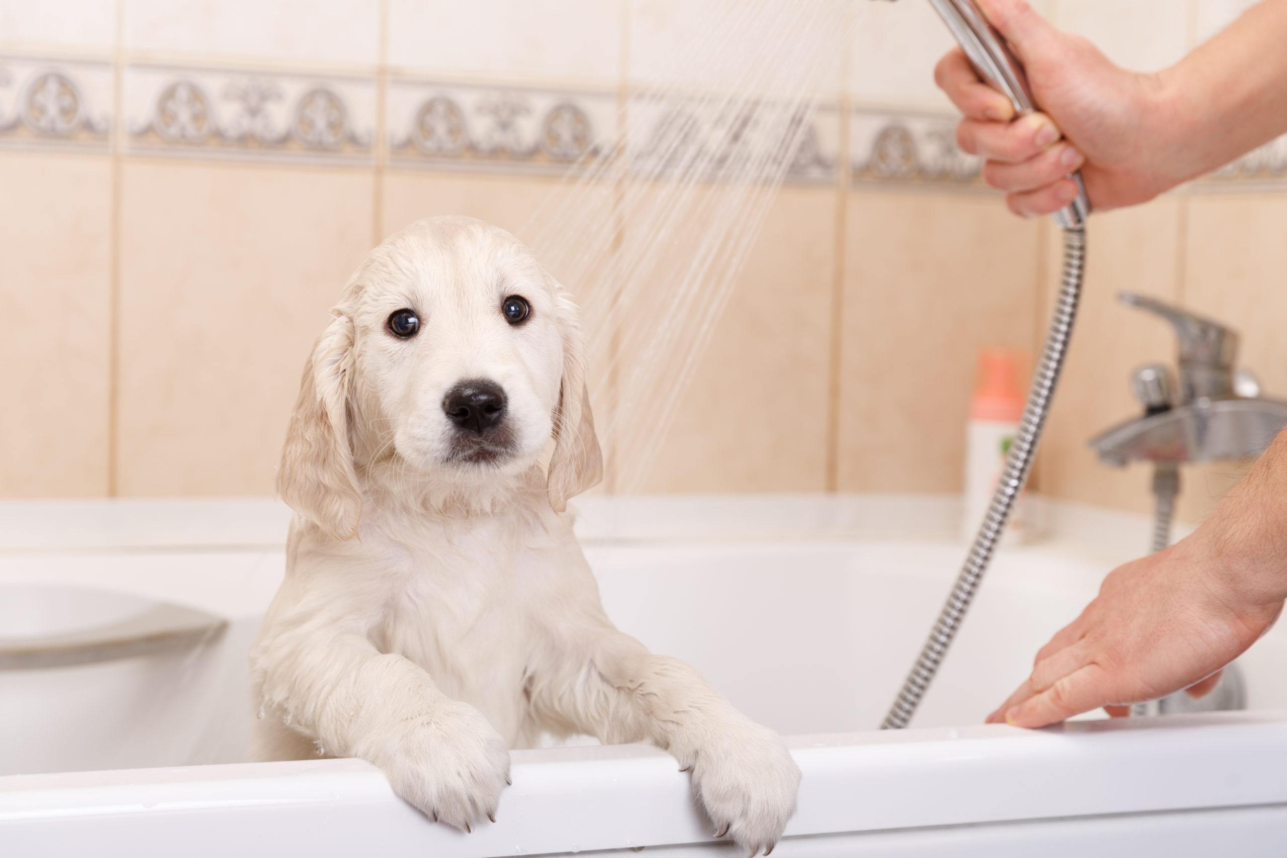 Hond onder de douche