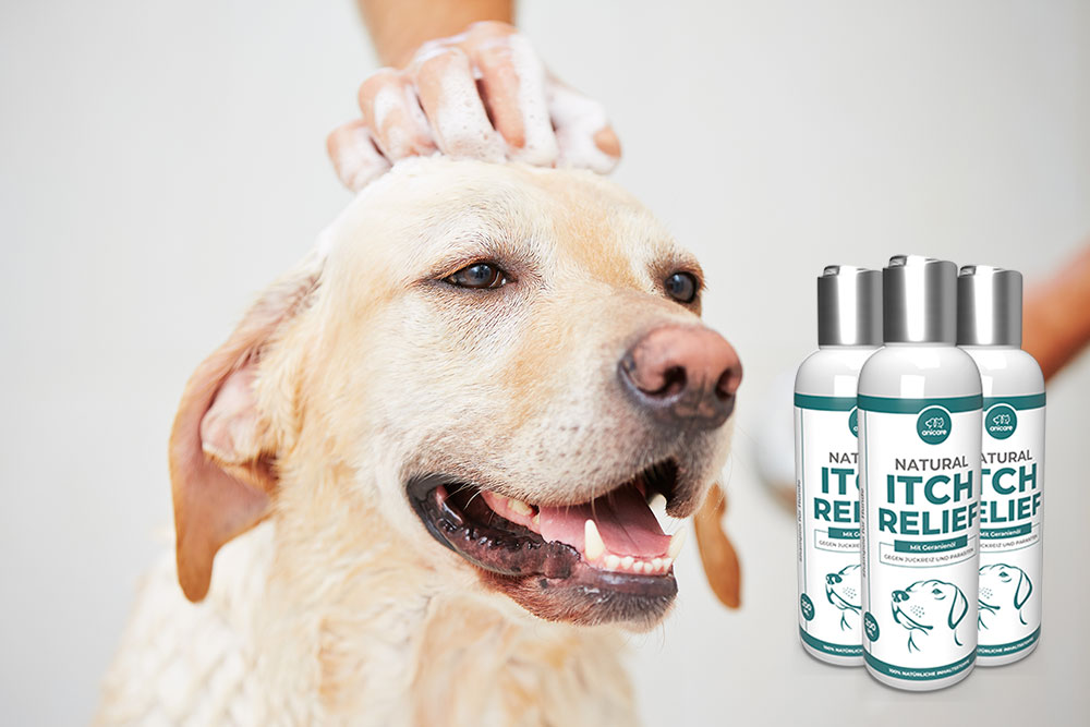 Hond wordt ingezeept met Natural Itch Relief Shampoo